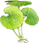 gotukola